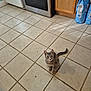 bag, cabinet, cat, curious, domestic_cat, feline, floor, food_bag, gray_cat, indoor, kitchen, kitten, looking_up, oven, pet, small_animal, stove, tabby, tile_floor, young_cat
