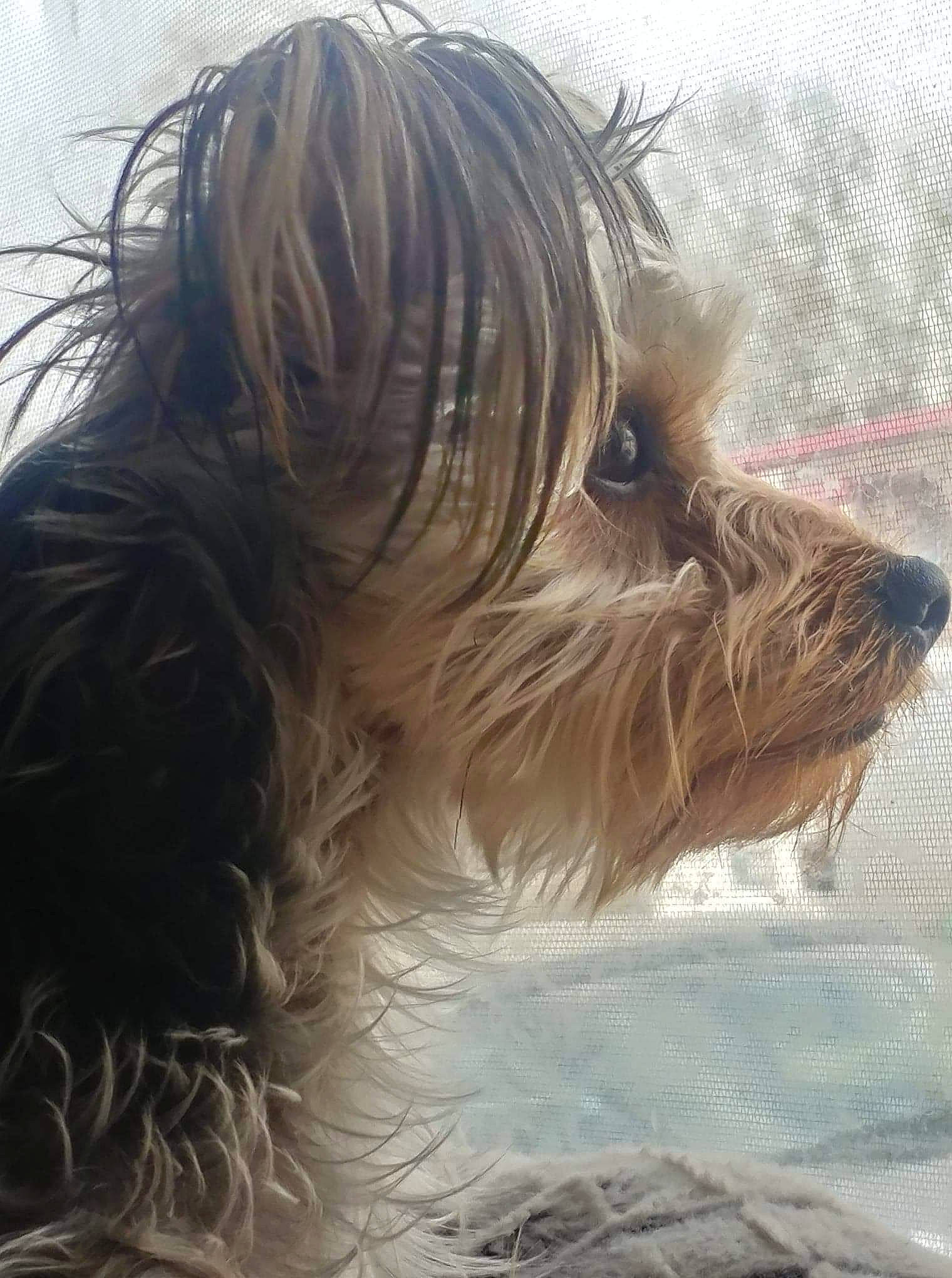 Bandit joined the competition — help win amazing prizes! australian_silky_terrier, australian_terrier, biewer_terrier, canidae, carnivore, companion_dog, dog, dog_breed, glen_of_imaal_terrier, mammal, puppy, rare_breed_dog, small_terrier, snout, sporting_group, terrier, tibetan_terrier, toy_dog, vertebrate, yorkshire_terrier