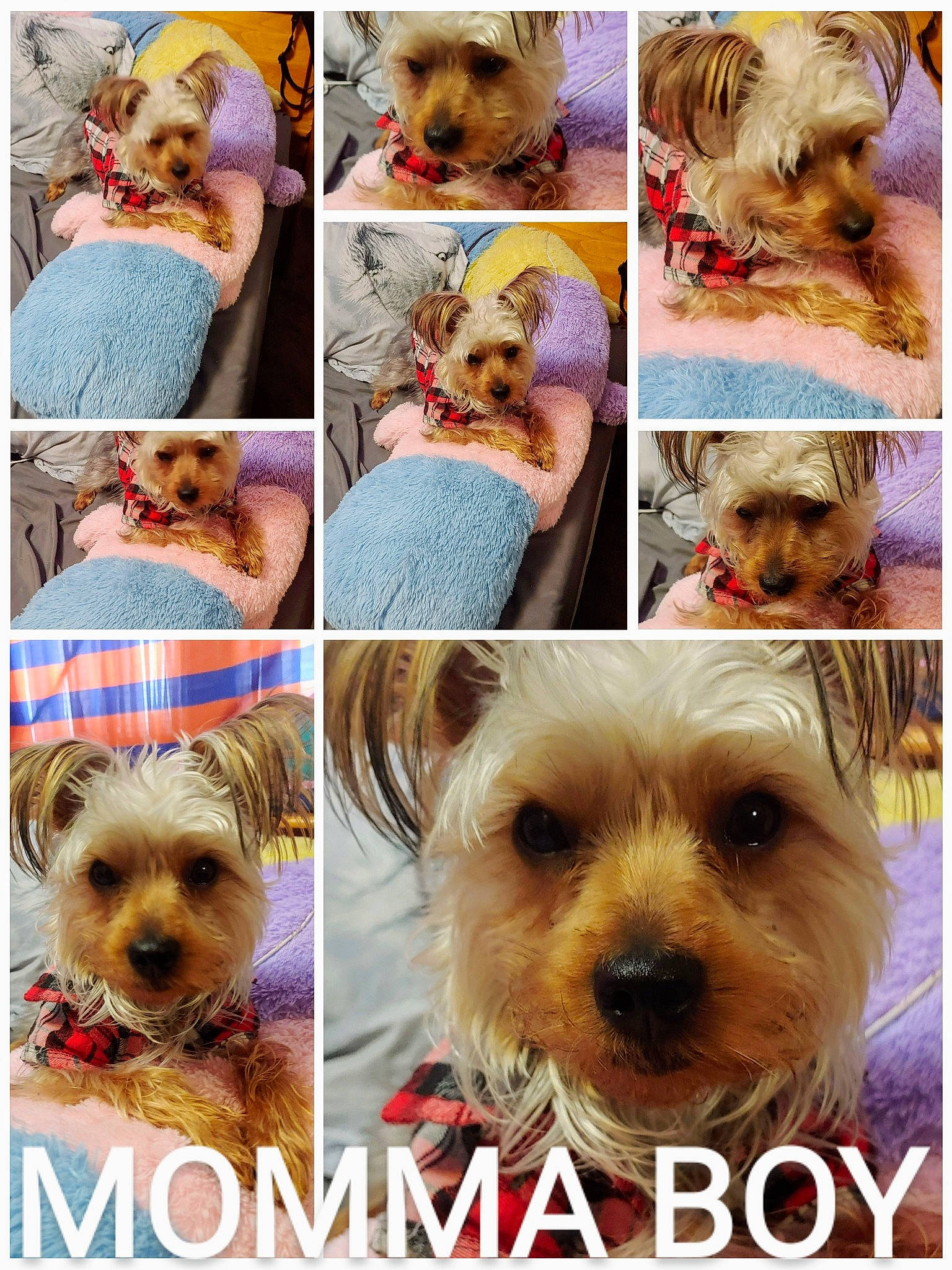 Bandit joined the competition — help win amazing prizes! australian_silky_terrier, canidae, carnivore, chinese_imperial_dog, companion_dog, dog, dog_breed, maltepoo, maltese, mammal, morkie, photography, puppy, puppy_love, rare_breed_dog, small_terrier, snout, terrier, toy_dog, yorkshire_terrier