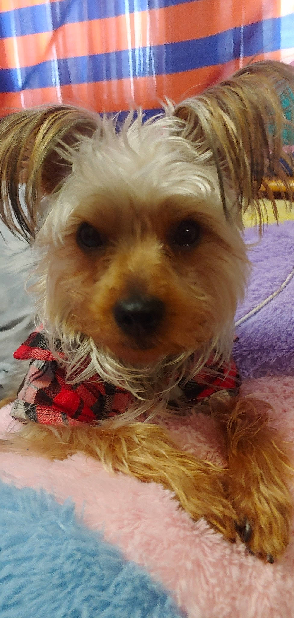 Bandit joined the competition — help win amazing prizes! australian_silky_terrier, australian_terrier, biewer_terrier, canidae, carnivore, chinese_imperial_dog, companion_dog, dog, dog_breed, maltepoo, mammal, morkie, small_terrier, snout, sporting_lucas_terrier, terrier, toy_dog, vertebrate, yorkipoo, yorkshire_terrier