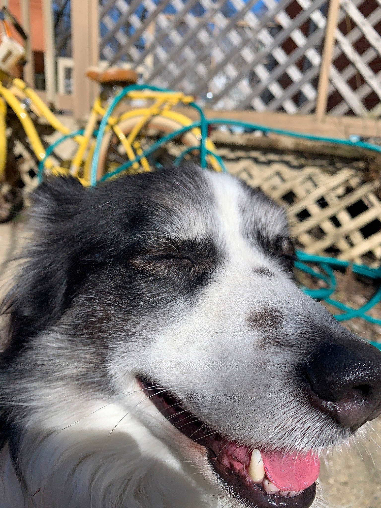 Augie is registered to the contest to win money with this photo: border_collie, canidae, carnivore, dog, dog_breed, mammal, native_american_indian_dog, nose, rare_breed_dog, seppala_siberian_sleddog, siberian_husky, snout, sporting_group, vertebrate, whiskers, working_dog