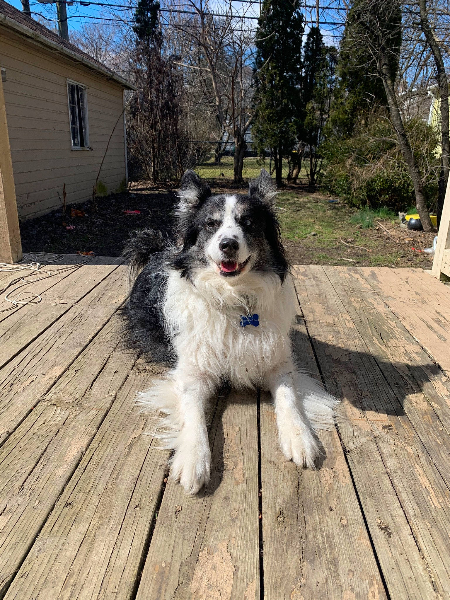 Augie joined the competition — help win amazing prizes! australian_shepherd, border_collie, bucovina_shepherd_dog, canidae, carnivore, carpathian_shepherd_dog, companion_dog, dog, dog_breed, herding_dog, karakachan_dog, mammal, miniature_australian_shepherd, pyrenean_mastiff, rare_breed_dog, romanian_mioritic_shepherd_dog, sporting_group, tornjak, vertebrate, working_dog