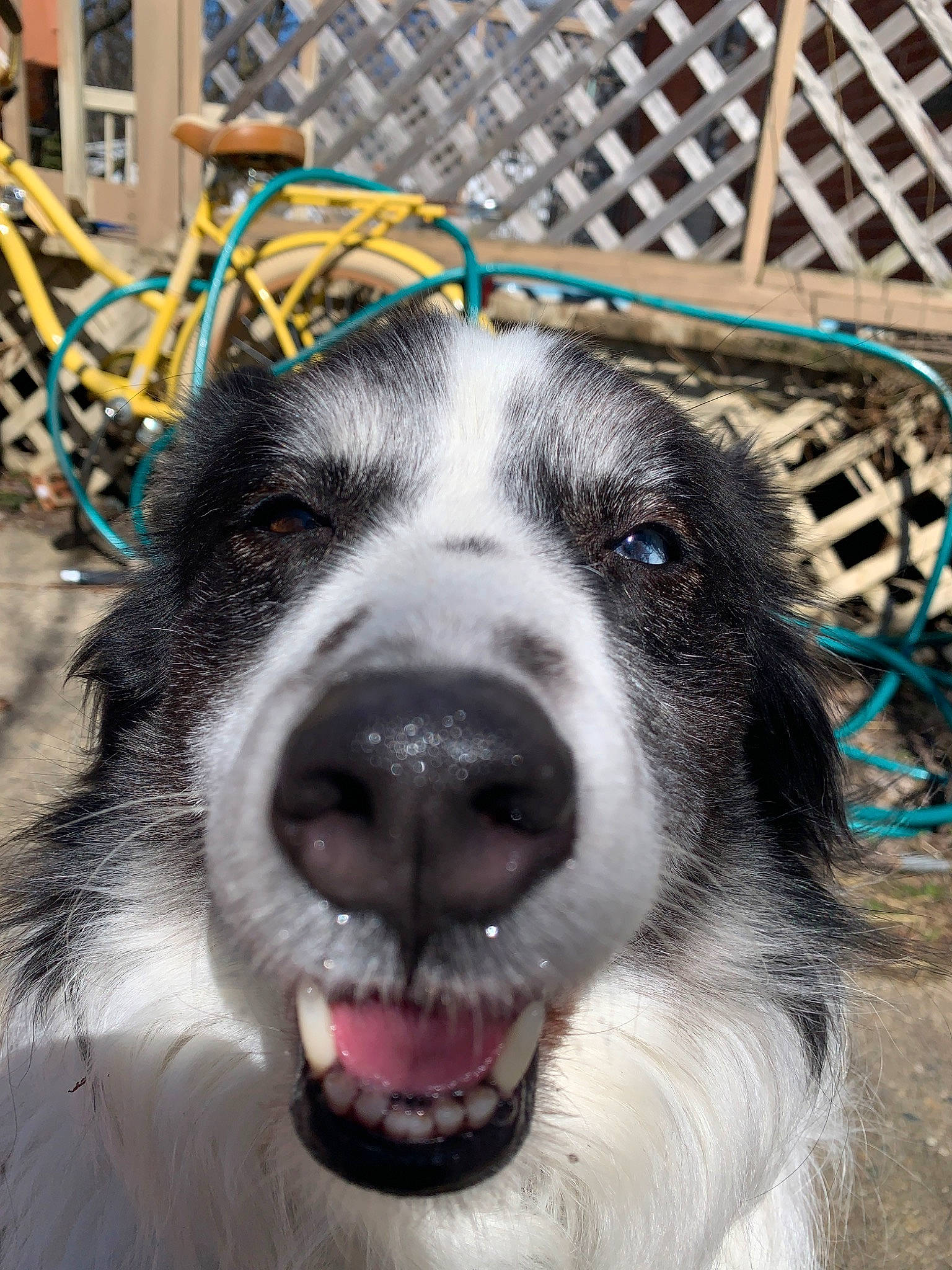 Augie joined the competition — help win amazing prizes! border_collie, canidae, carnivore, dog, dog_breed, jaw, mammal, nose, rare_breed_dog, snout, sporting_group, vertebrate, whiskers