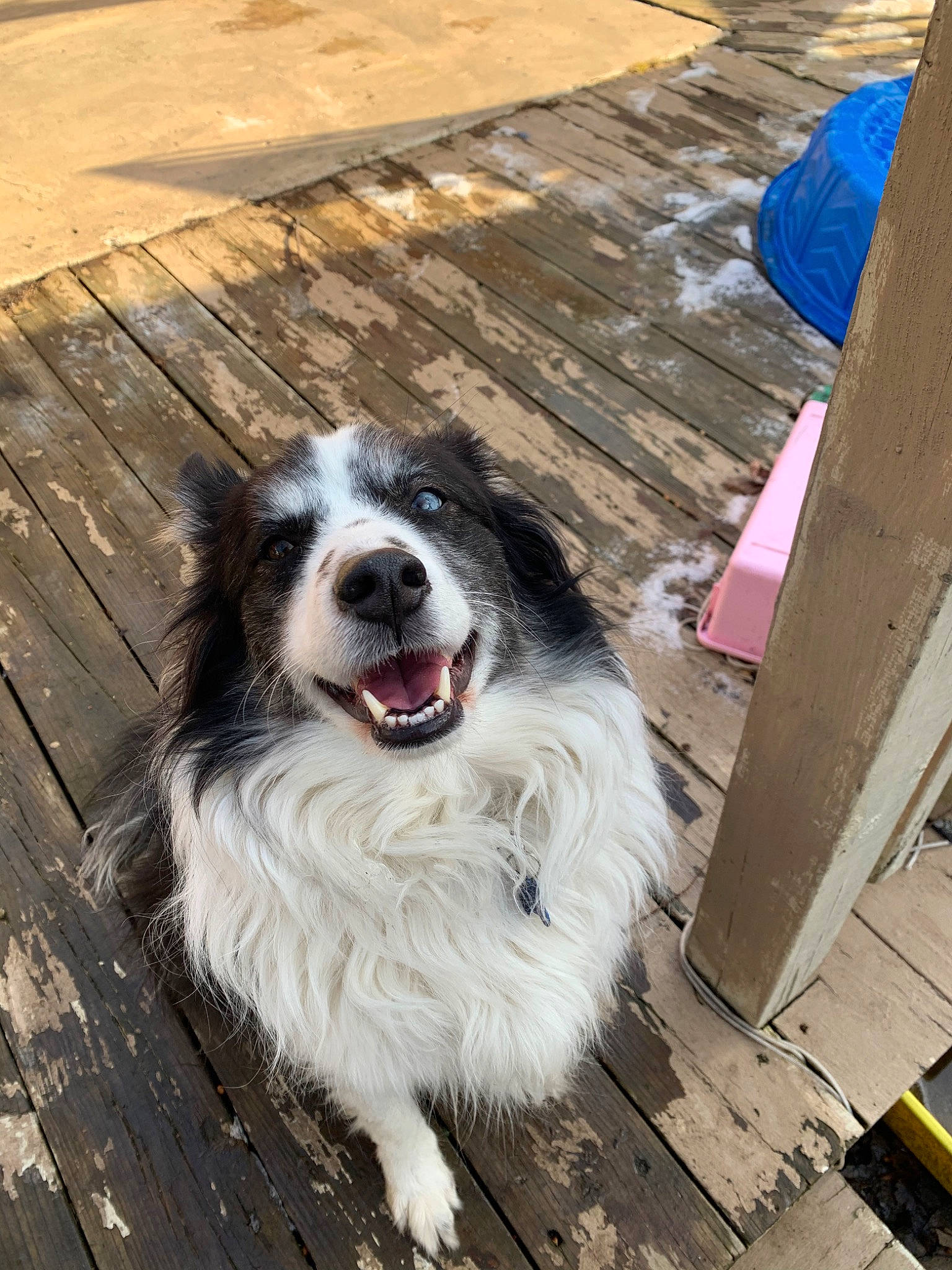 Augie joined the competition — help win amazing prizes! australian_collie, australian_shepherd, border_collie, bucovina_shepherd_dog, canidae, carnivore, companion_dog, dog, dog_breed, english_shepherd, herding_dog, mammal, miniature_australian_shepherd, pyrenean_mastiff, rare_breed_dog, snout, sporting_group, tornjak, vertebrate, working_dog
