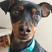 Rocky participe au concours pour gagner de l'argent avec cette photo : dog, pet, close_up, black_and_tan, collar, animal, indoor, curious, canine, fur, ears, snout, portrait, domestic_animal, looking_at_camera, whiskers, household, companion, cute, alert