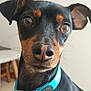 dog, pet, close_up, black_and_tan, collar, animal, indoor, curious, canine, fur, ears, snout, portrait, domestic_animal, looking_at_camera, whiskers, household, companion, cute, alert