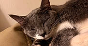 Esther joined the competition — help win amazing prizes! cat, sleeping, gray_cat, white_paws, pink_paw_pads, feline, pet, indoor, resting, cozy, close_up, fur, whiskers, relaxed, animal, mammal, cute, couch, leather, domestic_cat