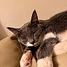 cat, sleeping, gray_cat, white_paws, pink_paw_pads, feline, pet, indoor, resting, cozy, close_up, fur, whiskers, relaxed, animal, mammal, cute, couch, leather, domestic_cat