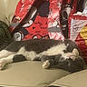 Esther is registered to the contest to win money with this photo: cat, sleeping, couch, beige, mickey_mouse, bag, indoor, resting, pet, feline, gray_and_white, soft, comfort, animal, relaxation, home, cute, domestic, fur, nap