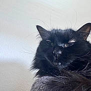 Benson joined the competition — help win amazing prizes! black_cat, cat, close_up, fluffy_fur, whiskers, pet, animal, feline, sleepy, resting, indoor, portrait, fur, cute, domestic_cat, mammal, whisker, face, relaxed, cozy