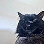black_cat, cat, close_up, fluffy_fur, whiskers, pet, animal, feline, sleepy, resting, indoor, portrait, fur, cute, domestic_cat, mammal, whisker, face, relaxed, cozy