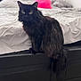 Benson joined the competition — help win amazing prizes! black_cat, cat, pet, animal, bed, bedroom, furniture, fur, indoor, curious, sitting, tail, looking, cozy, domestic, feline, mammal, whiskers, soft, resting