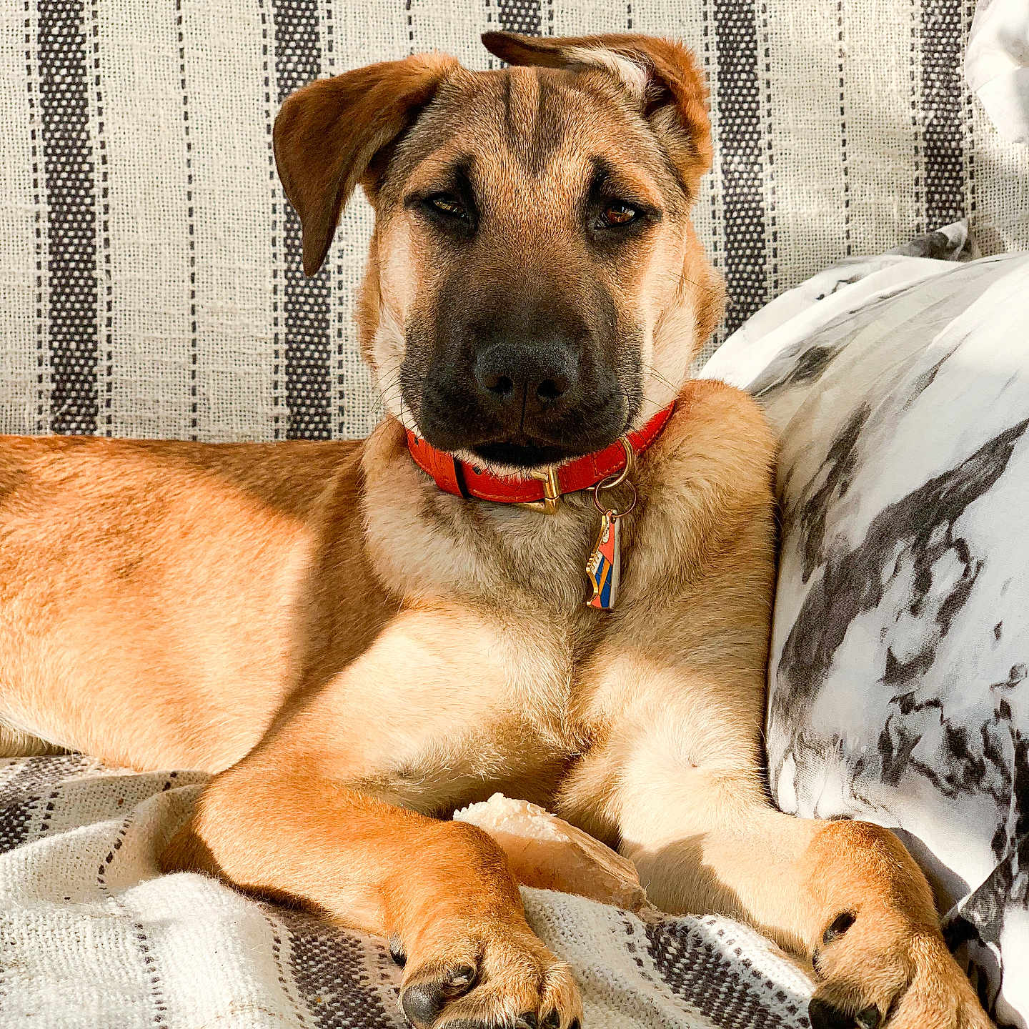 Ripley a rejoint le concours — aidez-le/la à gagner de superbes lots ! accessories, animal, blanket, canine, chair, couch, cushion, dog, furniture, germanshepherd, goldenretriever, greatdane, homedecor, hound, labradorretriever, person, pet, puppy, sleeping, strap