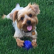 Maxx is registered to the contest to win money with this photo: dog, grass, toy, blue_ball, pet, playful, outdoor, happy, animal, small_dog, fur, tongue_out, cute, green, nature, paw, collar, pet_toy, lying_down, friendly