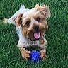 dog, grass, toy, blue_ball, pet, playful, outdoor, happy, animal, small_dog, fur, tongue_out, cute, green, nature, paw, collar, pet_toy, lying_down, friendly