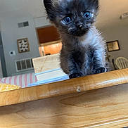 Rosie is registered to the contest to win money with this photo: kitten, cat, animal, fluffy, black_fur, blue_eyes, cute, sitting, table, wood, indoors, home, living_room, furniture, portrait, close_up, pet, whiskers, ears, photograph