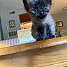 kitten, cat, animal, fluffy, black_fur, blue_eyes, cute, sitting, table, wood, indoors, home, living_room, furniture, portrait, close_up, pet, whiskers, ears, photograph