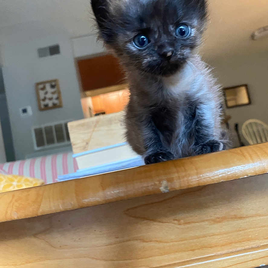 Rosie is registered to the contest to win money with this photo: kitten, cat, animal, fluffy, black_fur, blue_eyes, cute, sitting, table, wood, indoors, home, living_room, furniture, portrait, close_up, pet, whiskers, ears, photograph