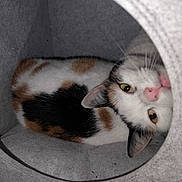 Maya a rejoint le concours — aidez-le/la à gagner de superbes lots ! cat, calico, pet, animal, indoor, cozy, cat_house, curious, feline, whiskers, ears, yellow_eyes, pink_nose, fur, resting, cute, playful, portrait, closeup, domestic