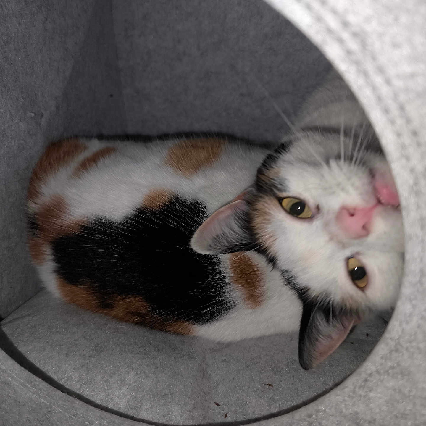 Maya a rejoint le concours — aidez-le/la à gagner de superbes lots ! animal, calico, cat, cat_house, closeup, cozy, curious, cute, domestic, ears, feline, fur, indoor, pet, pink_nose, playful, portrait, resting, whiskers, yellow_eyes