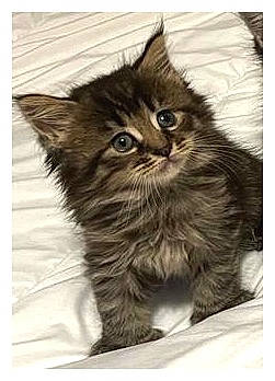 Opale a rejoint le concours — aidez-le/la à gagner de superbes lots ! british_longhair, carnivore, cat, felidae, fur, monochrome_photography, paw, rectangle, small_to_medium_sized_cats, snout, terrestrial_animal, whiskers