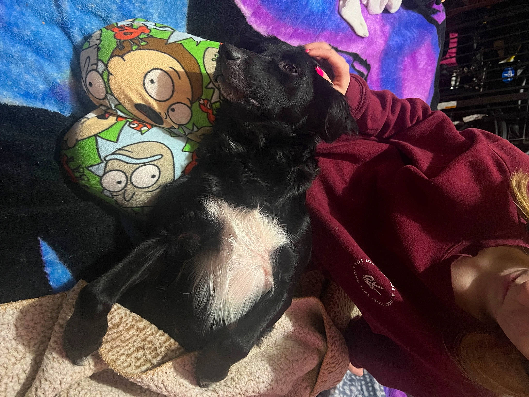 Vitani is registered to the contest to win money with this photo: carmine, carnivore, comfort, companion_dog, dog_breed, dog_supply, event, felidae, fictional_character, fur, magenta, pattern, personal_protective_equipment, plush, purple, stuffed_toy, tail, toy