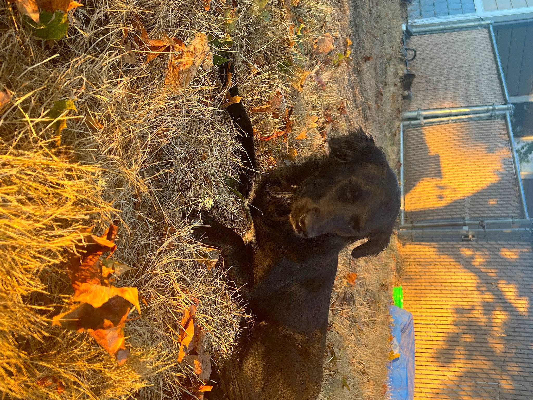 Vitani joined the competition — help win amazing prizes! carnivore, dog_breed, elephants_and_mammoths, fawn, grass, organism, plant, road_surface, shadow, soil, sunlight, tail, terrestrial_animal, tints_and_shades, trunk, twig, wildlife, window, wood, working_animal