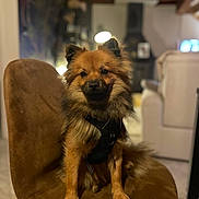 Alkis participe au concours pour gagner de l'argent avec cette photo : dog, brown_chair, indoor, pet, canine, furry, harness, seated, cute, animal, portrait, domestic, friendly, companion, house, furniture, living_room, fluffy, small_dog, focused
