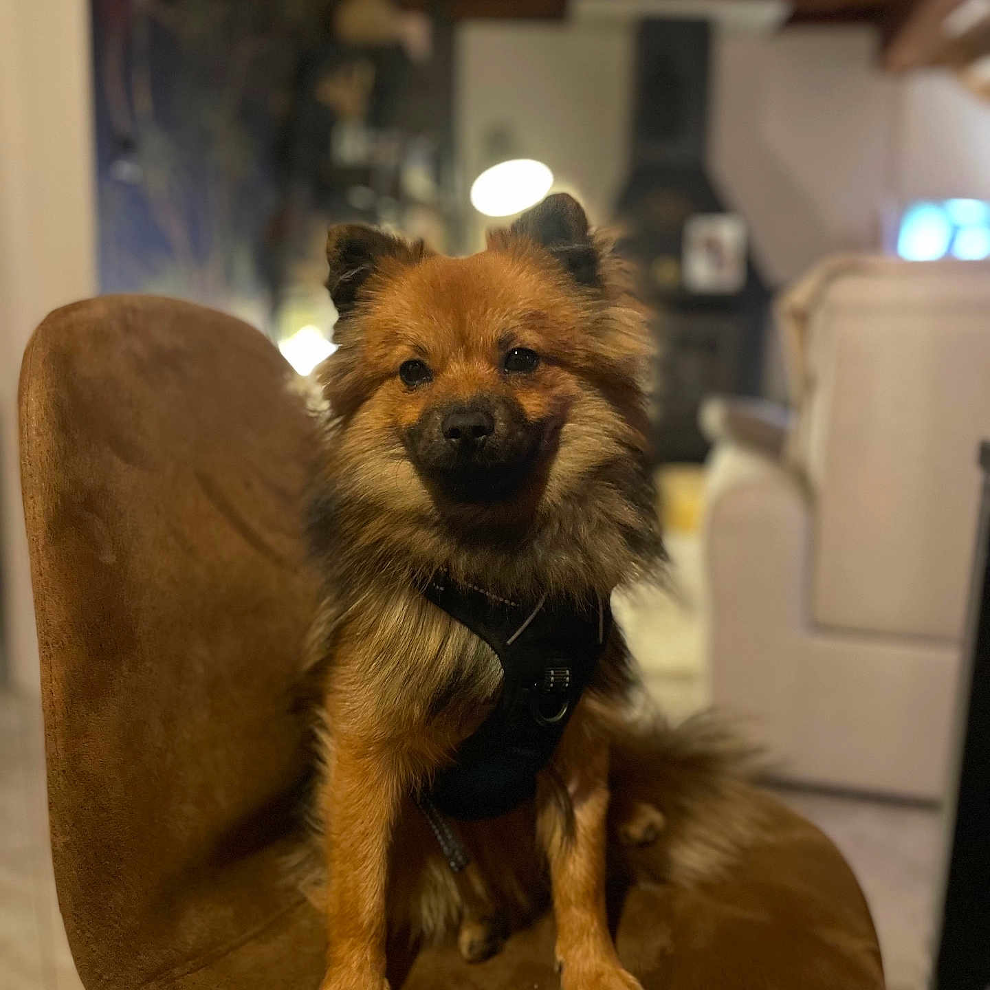 Alkis participe au concours pour gagner de l'argent avec cette photo : dog, brown_chair, indoor, pet, canine, furry, harness, seated, cute, animal, portrait, domestic, friendly, companion, house, furniture, living_room, fluffy, small_dog, focused