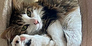 Mouse joined the competition — help win amazing prizes! animal, black_pads, cat, cat_tunnel, closeup, cozy, curious, cute, feline, fluffy, fur, green_eyes, indoor, paw, pet, pink_pads, relaxed, resting, soft, whiskers