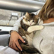 Mouse joined the competition — help win amazing prizes! bracelet, cat, close_up, comfort, fluffy_cat, fur, gray_clothing, hand, holding, hoodie, indoor, person, pet, relaxed, ring, seated, tabby_cat, urban, white_cat, window