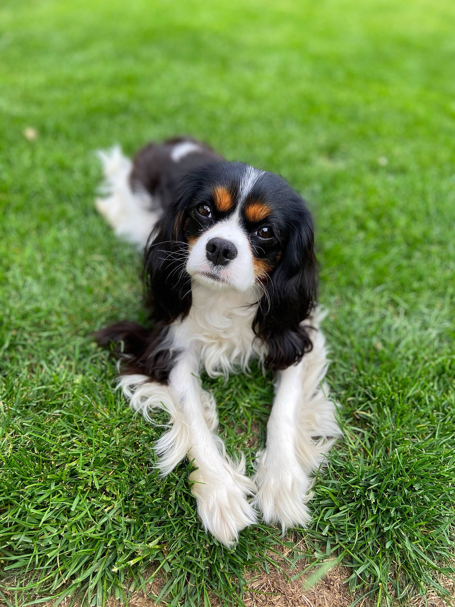 Molly joined the competition — help win amazing prizes! canidae, carnivore, cavalier_king_charles_spaniel, companion_dog, dog, dog_breed, fawn, fur, grass, king_charles_spaniel, liver, plant, puppy, snout, spaniel, sporting_group, terrestrial_animal, toy_dog, working_animal, working_dog