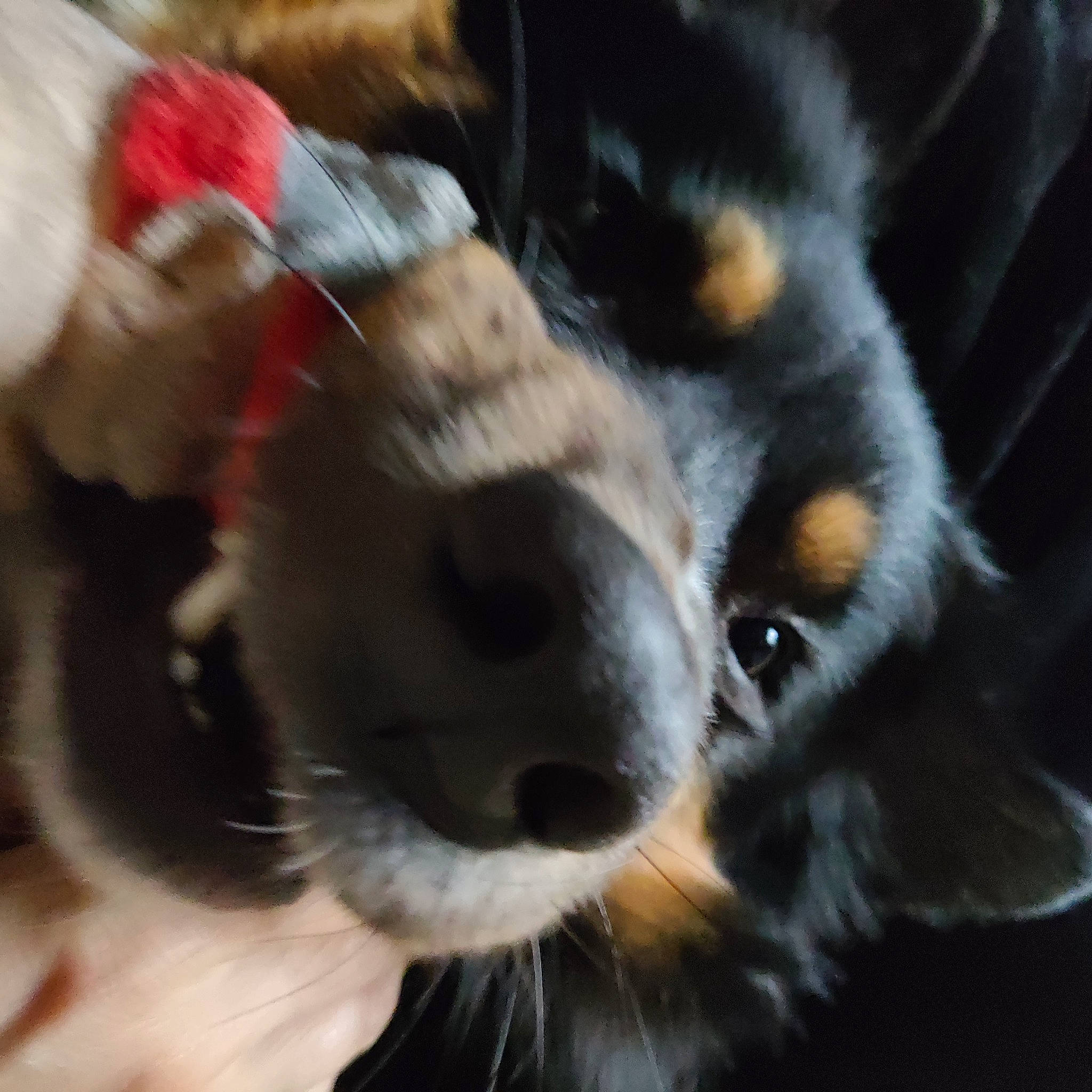 Pepsie a rejoint le concours — aidez-le/la à gagner de superbes lots ! canidae, carnivore, claw, companion_dog, dog, dog_breed, fawn, felidae, fur, lemur, paw, puppy, snout, sporting_group, tail, terrestrial_animal, toy_dog, whiskers, wildlife, working_dog