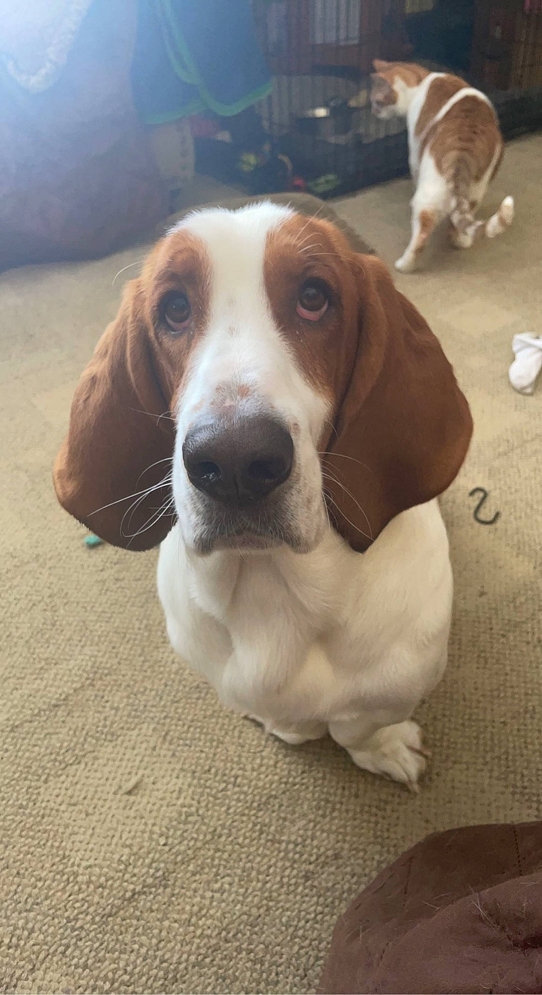 Dudley is registered to the contest to win money with this photo: canidae, carnivore, cat, companion_dog, dog, dog_breed, fawn, hound, hunting_dog, liver, scent_hound, sporting_group, whiskers, working_animal