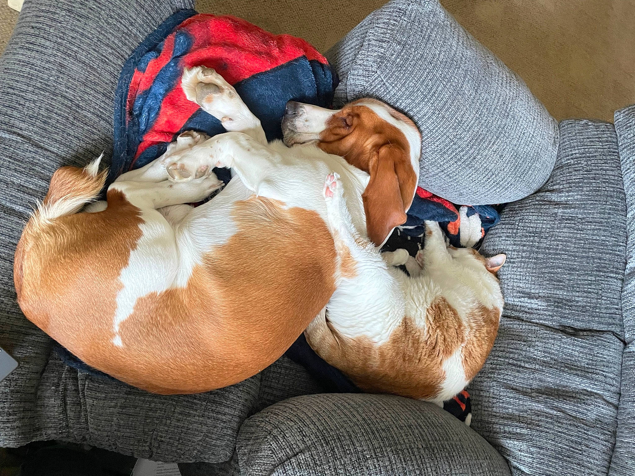 Dudley is registered to the contest to win money with this photo: abdomen, barechested, canidae, carnivore, comfort, companion_dog, dog, dog_breed, fawn, felidae, fur, human_leg, lap, linens, nap, paw, small_to_medium_sized_cats, sporting_group, tail, whiskers