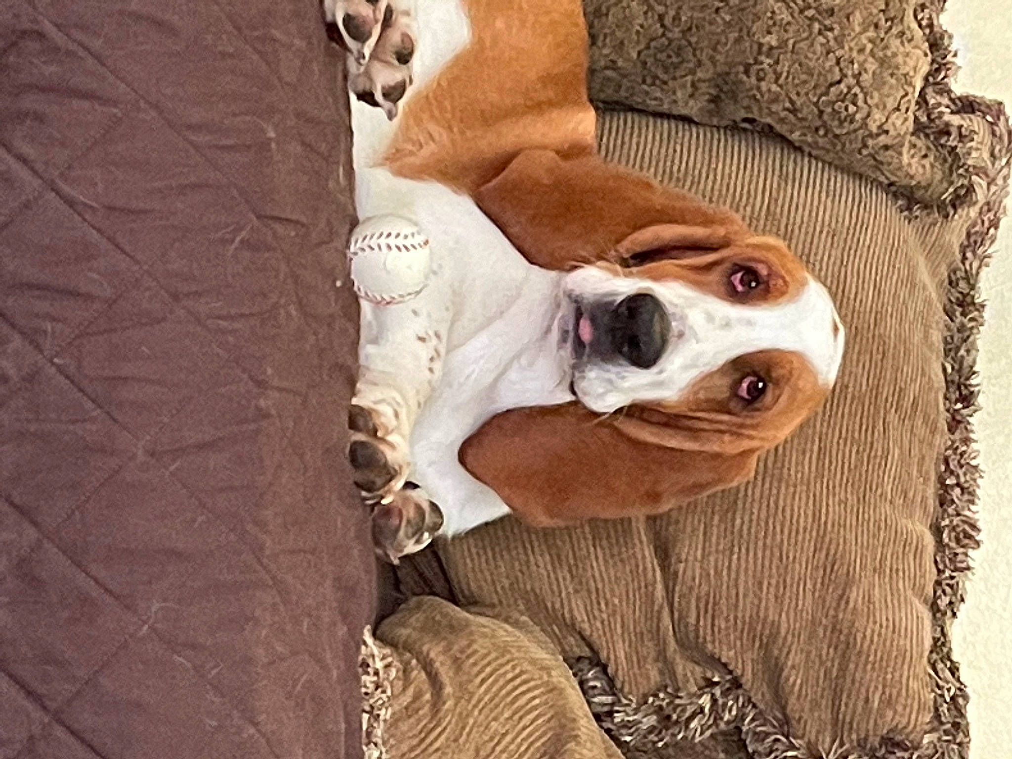 Dudley joined the competition — help win amazing prizes! art, ball, carnivore, comfort, companion_dog, dog, dog_breed, dog_collar, eyewear, fawn, fur, goggles, linens, personal_protective_equipment, snout, sporting_group, sunglasses, whiskers, wood, working_animal