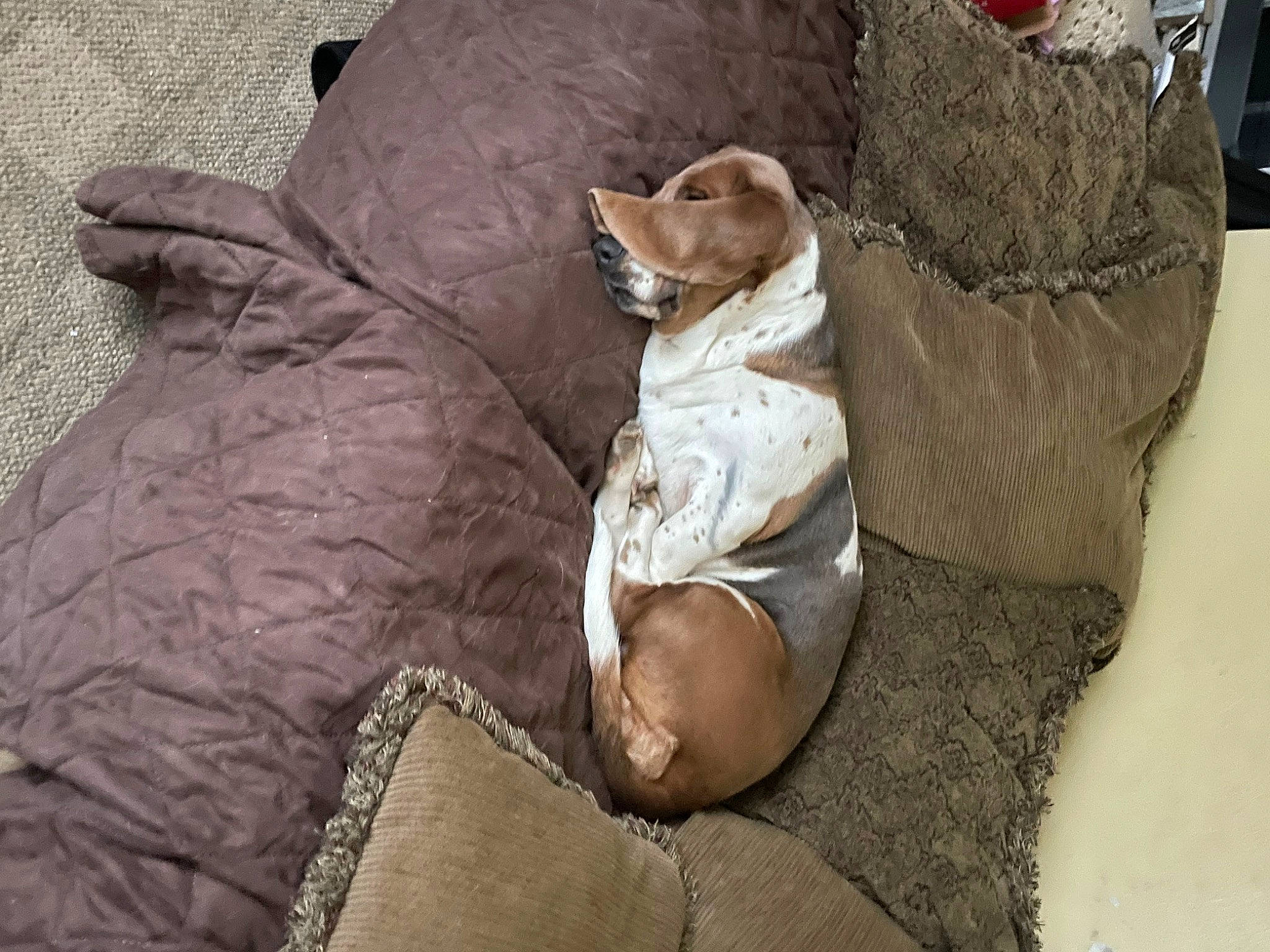 Daisy is registered to the contest to win money with this photo: canidae, carnivore, comfort, companion_dog, dog, dog_breed, dog_supply, fawn, fur, human_leg, linens, liver, non_sporting_group, sitting, sporting_group, terrestrial_animal, toy, wood, working_animal