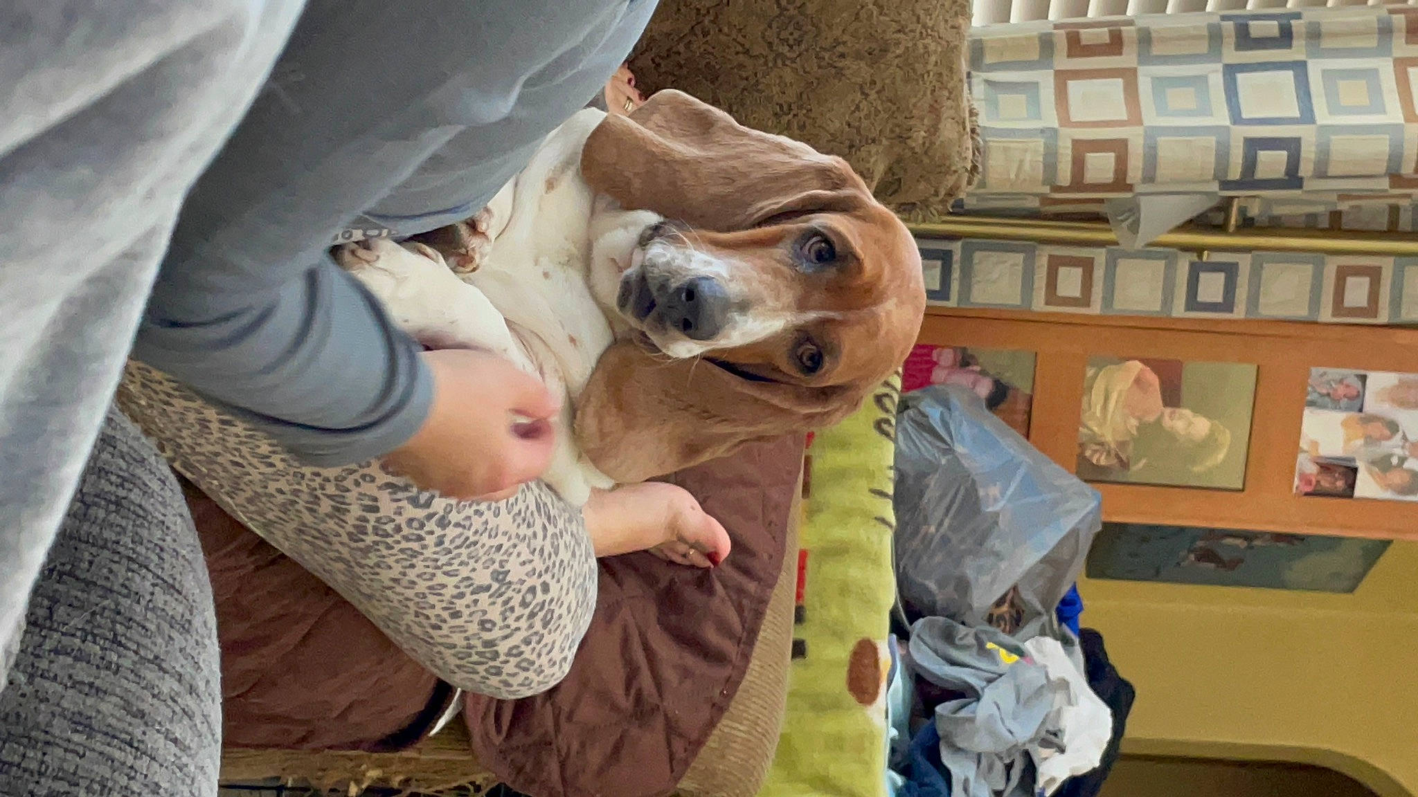 Daisy joined the competition — help win amazing prizes! canidae, carnivore, child, comfort, companion_dog, dog, dog_breed, fawn, fur, gesture, puppy, snout, soil, sporting_group, stuffed_toy, toy, whiskers, wood, working_animal