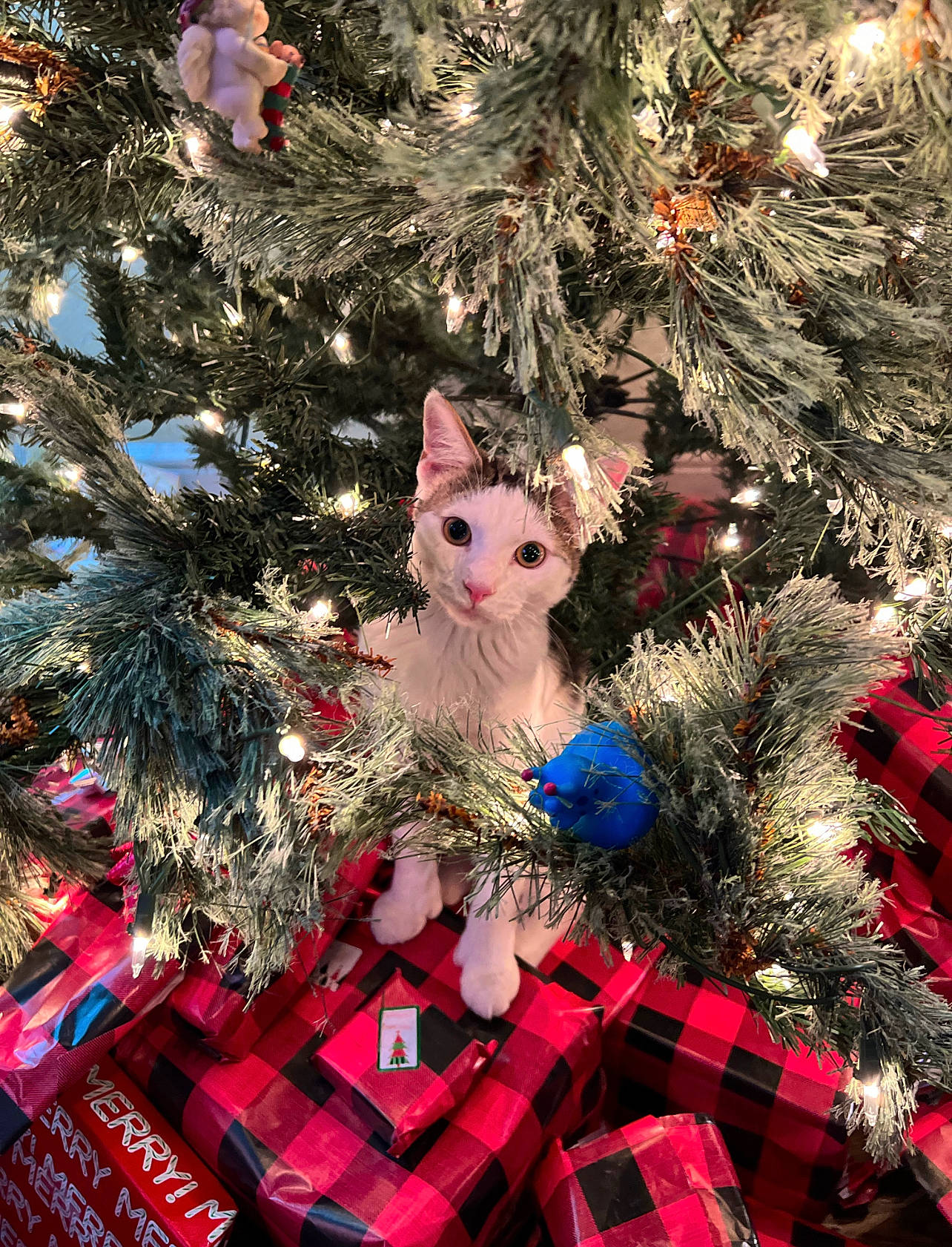 Benito is registered to the contest to win money with this photo: christmas, christmas_decoration, christmas_eve, christmas_ornament, christmas_tree, conifer, event, evergreen, holiday, holiday_ornament, interior_design, ornament, pattern, plaid, plant, tartan, toy, tradition, tree, white