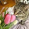 animal, bed, bedspread, bouquet, cardboard_box, cat, cozy, curious, flower, fur, green_eyes, indoor, laundry_basket, pet, plant, room, tabby, tulip, whiskers, wooden_floor