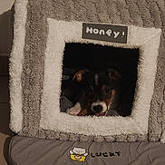 Sumo a rejoint le concours — aidez-le/la à gagner de superbes lots ! dog, puppy, pet_bed, plush_house, cozy, indoor, chewing, chew_toy, face, ears, eyes, snout, fur, home, tile_floor, cushion, blanket, toy, text_on_object, pet