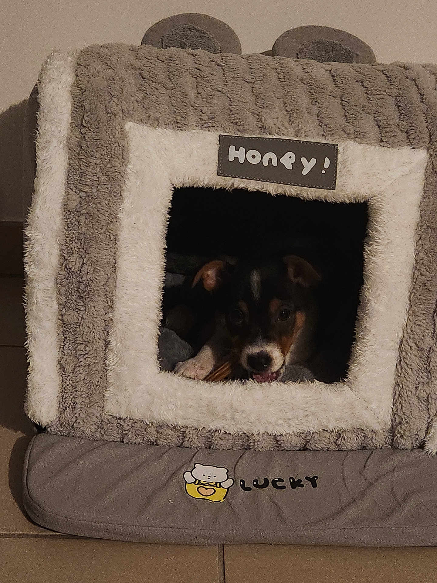 Sumo a rejoint le concours — aidez-le/la à gagner de superbes lots ! dog, puppy, pet_bed, plush_house, cozy, indoor, chewing, chew_toy, face, ears, eyes, snout, fur, home, tile_floor, cushion, blanket, toy, text_on_object, pet