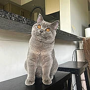 Moose joined the competition — help win amazing prizes! cat, gray_cat, amber_eyes, stool, kitchen, countertop, furniture, pet, animal, indoor, curious, sitting, domestic, whiskers, ears, fur, table, household, black_stool, cozy