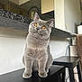 cat, gray_cat, amber_eyes, stool, kitchen, countertop, furniture, pet, animal, indoor, curious, sitting, domestic, whiskers, ears, fur, table, household, black_stool, cozy