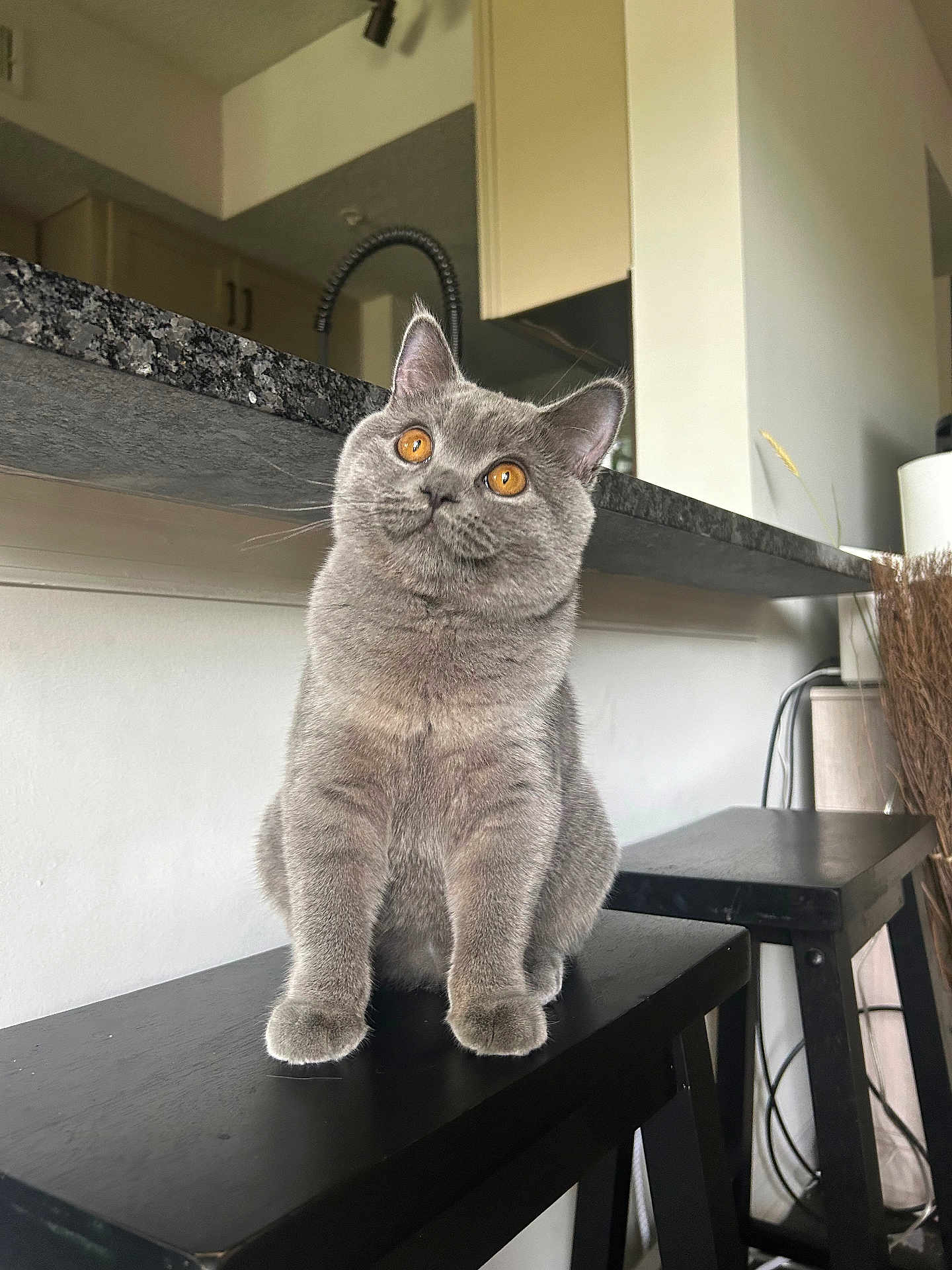 Moose joined the competition — help win amazing prizes! cat, gray_cat, amber_eyes, stool, kitchen, countertop, furniture, pet, animal, indoor, curious, sitting, domestic, whiskers, ears, fur, table, household, black_stool, cozy