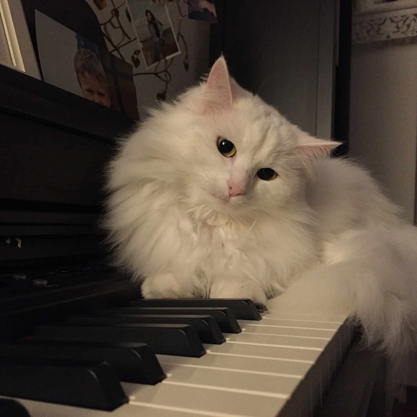 Mia a rejoint le concours — aidez-le/la à gagner de superbes lots ! animal, cat, closeup, cozy, curious, cute, domestic_cat, feline, fluffy, home, indoor, keyboard, long_hair, music_instrument, pet, piano, portrait, relaxed, soft_lighting, white_cat