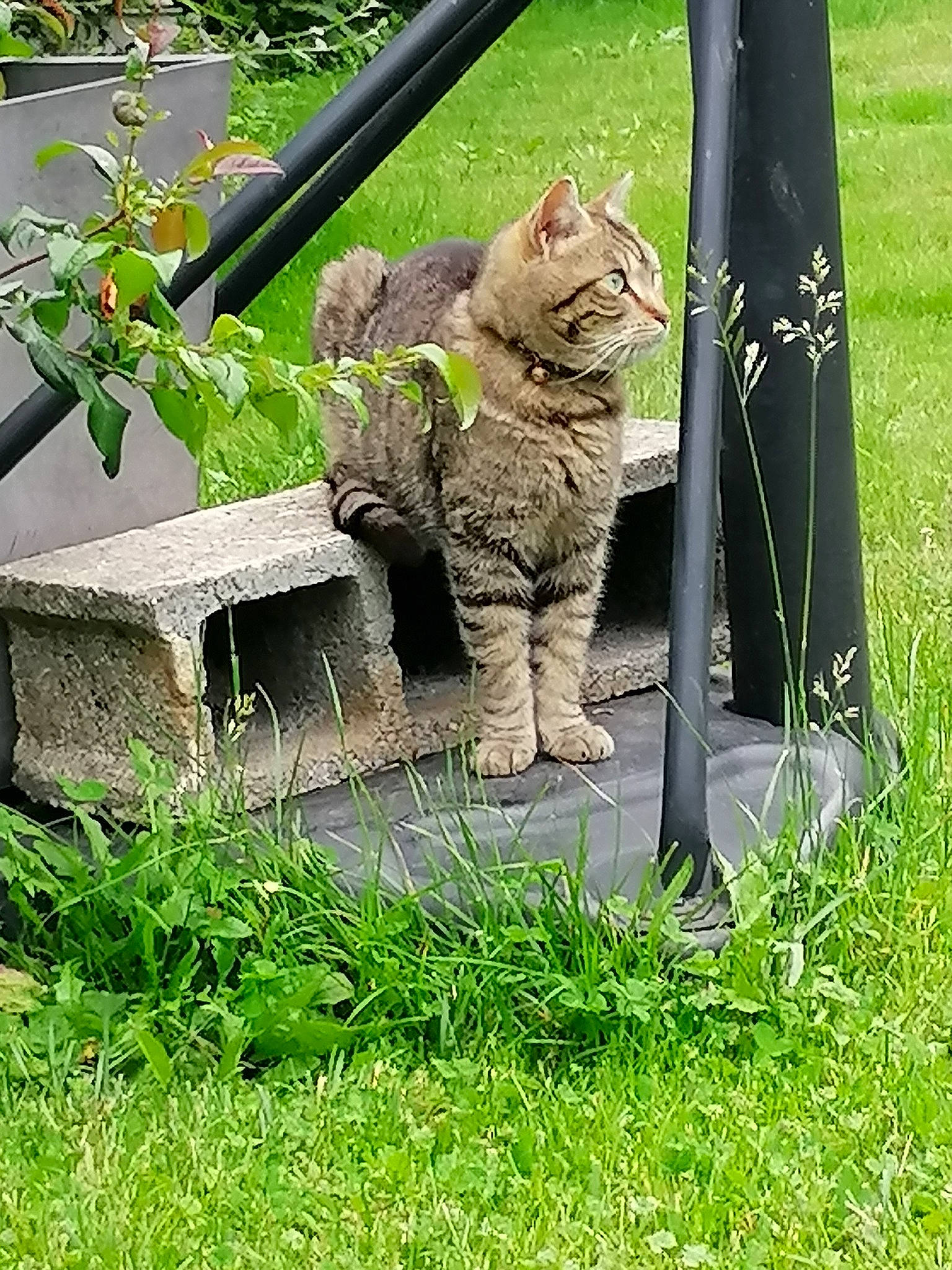 Romy participe au concours pour gagner de l'argent avec cette photo : carnivore, cat, domestic_short_haired_cat, felidae, fur, grass, groundcover, herb, plant, small_to_medium_sized_cats, snout, tail, terrestrial_animal, trunk, whiskers, wildlife