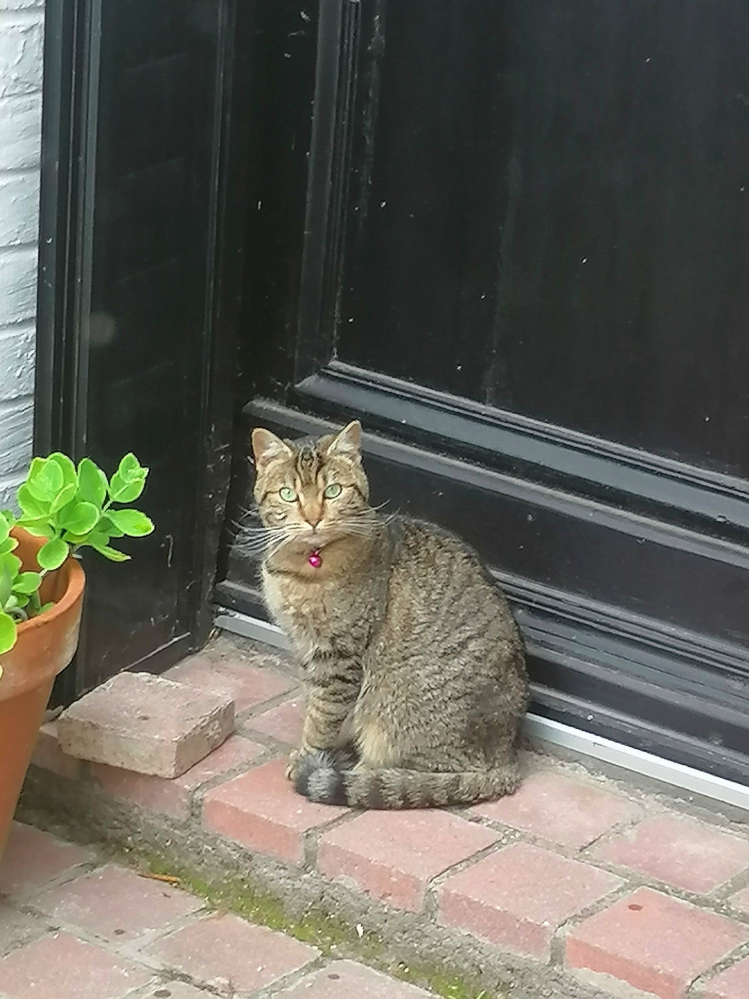 Romy participe au concours pour gagner de l'argent avec cette photo : asphalt, carnivore, cat, domestic_short_haired_cat, door, fawn, felidae, flooring, flowerpot, fur, grey, houseplant, plant, road_surface, small_to_medium_sized_cats, snout, tail, whiskers, window, wood