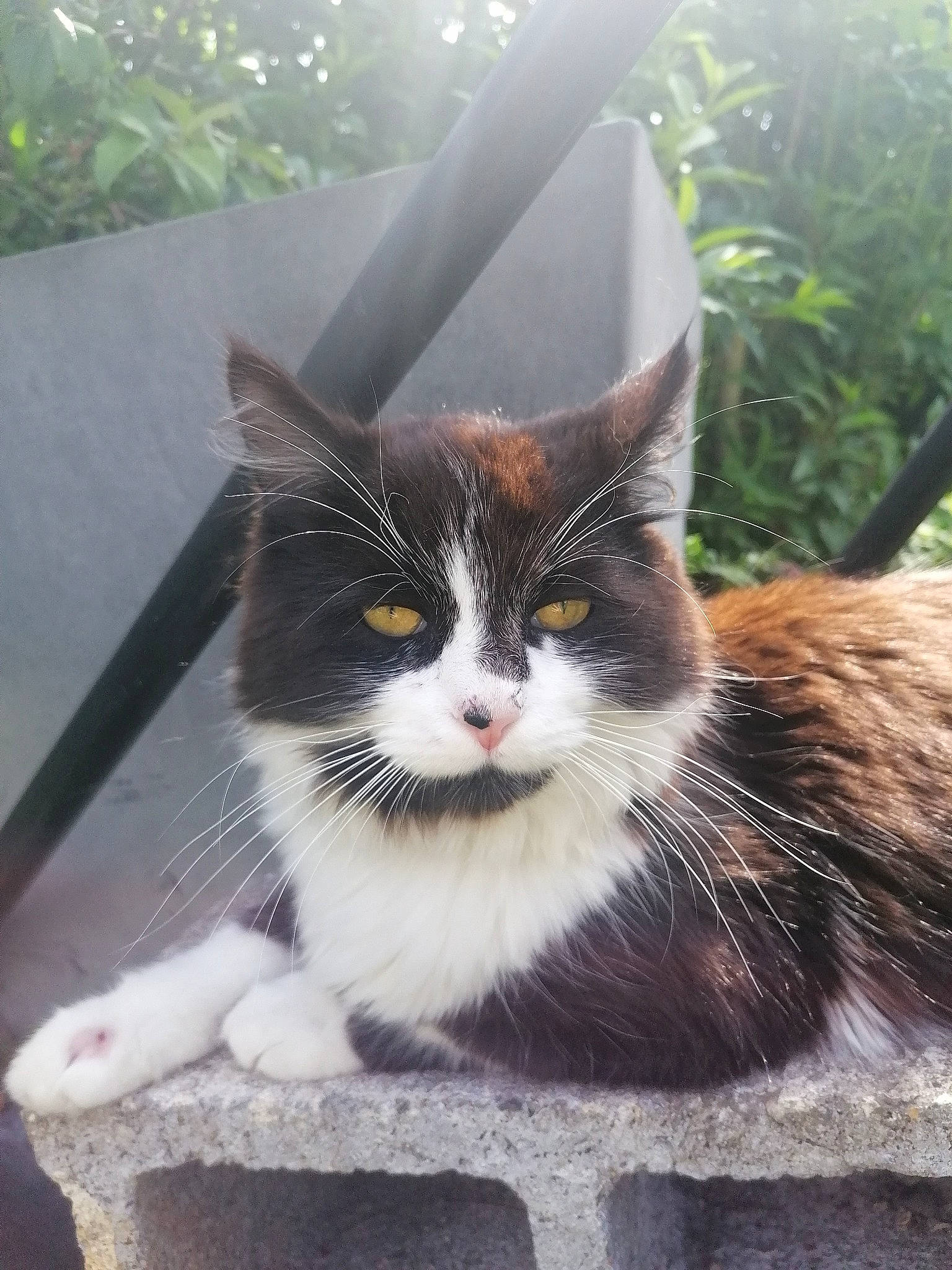 Sushi a rejoint le concours — aidez-le/la à gagner de superbes lots ! carnivore, cat, domestic_short_haired_cat, eye, felidae, flowerpot, fur, grass, hair, head, houseplant, paw, plant, sitting, small_to_medium_sized_cats, snout, tail, tree, whiskers, window