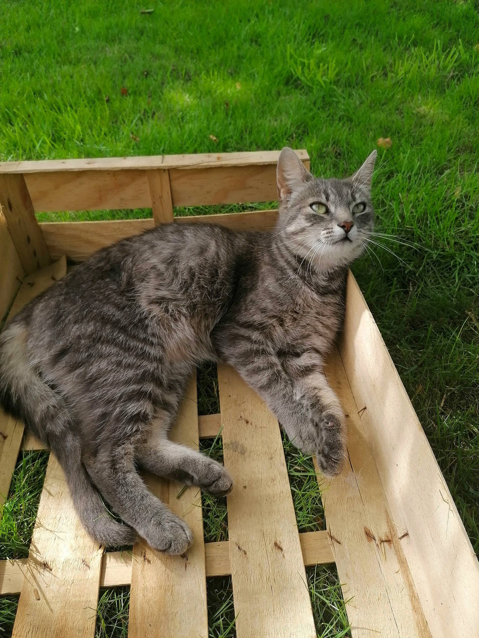 Olly participe au concours pour gagner de l'argent avec cette photo : carnivore, cat, claw, domestic_short_haired_cat, felidae, fur, grass, groundcover, lynx, plant, sitting, small_to_medium_sized_cats, snout, tail, terrestrial_animal, whiskers